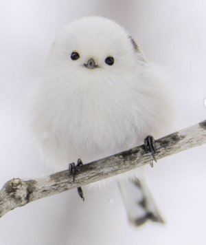 Mésange.png
